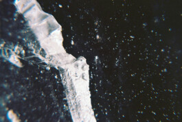 ls © Paula Rosa Leu & Oliver Zuber