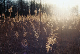 ls © Paula Rosa Leu & Oliver Zuber