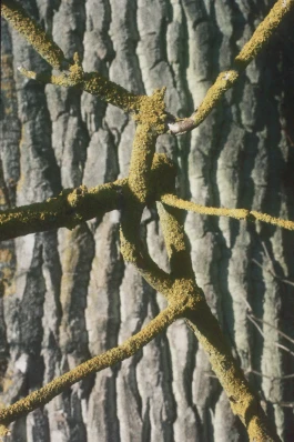 pt © Paula Rosa Leu & Oliver Zuber